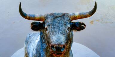 stier spanien
