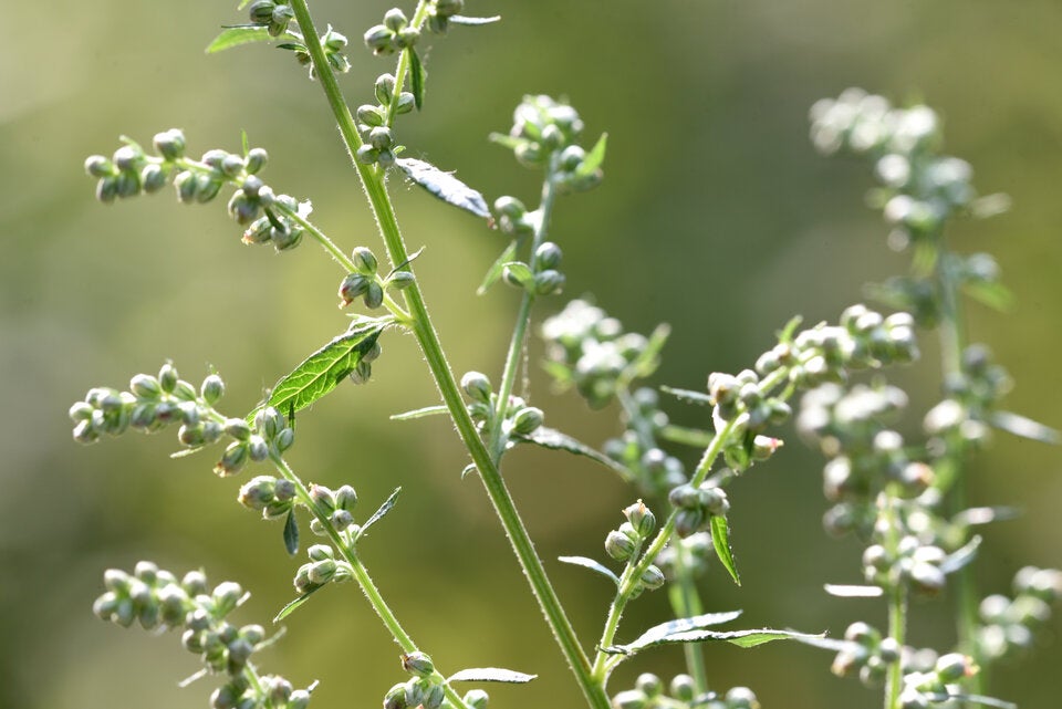 Pollen-Alarm 2025: Deshalb ist die Allergie jetzt so schlimm wie nie
