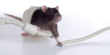 Ratte Kabel