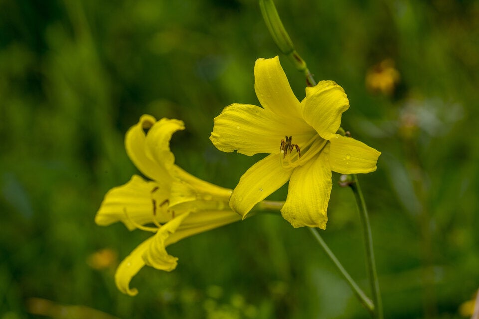 Falsche Botschaft: Diese Blumen sollten Sie nicht zum Muttertag verschenken