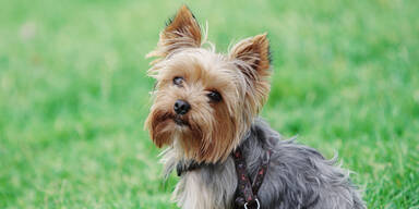 Yorkshire Terrier