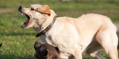 Kind totgebissen: Haft f&uuml;r Hundetrainer