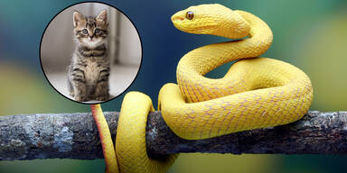 schlange kätzchen
