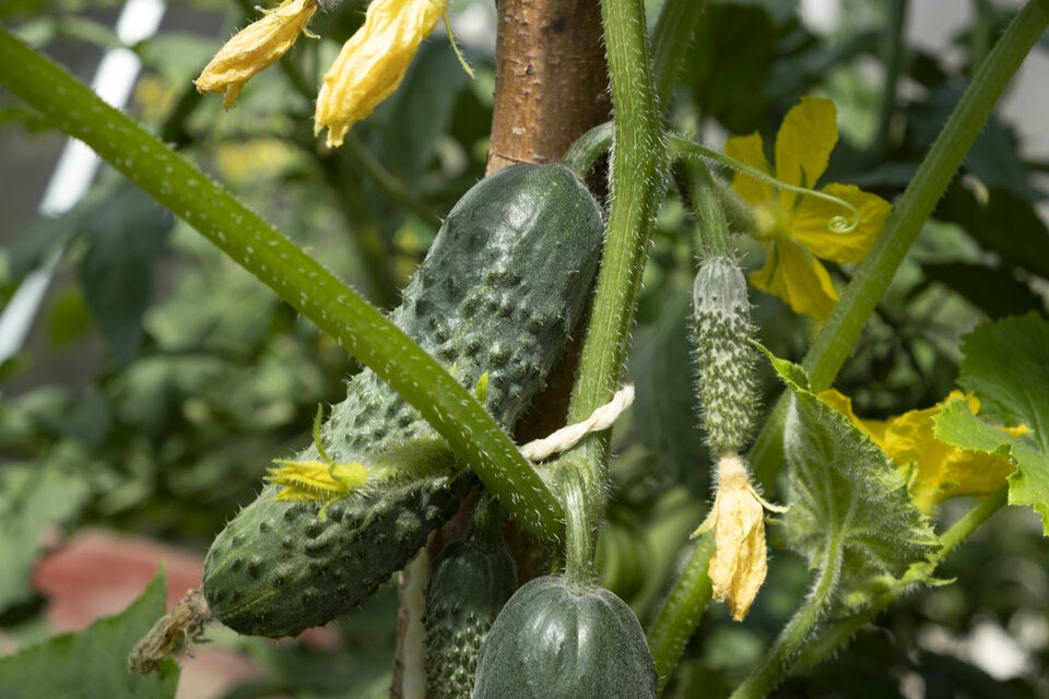 Gurken und Tomaten pflanzen wie Profis: Darauf kommt es wirklich an