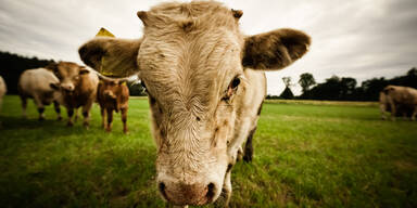 64-J&auml;hrige von Kuh attackiert und verletzt