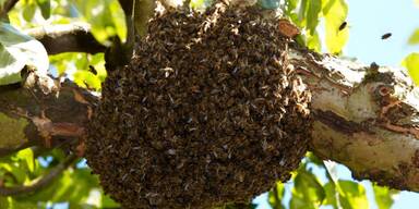 Bienenstock