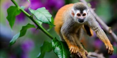 Die Wahrheit hinter „süßen“ Affenvideos