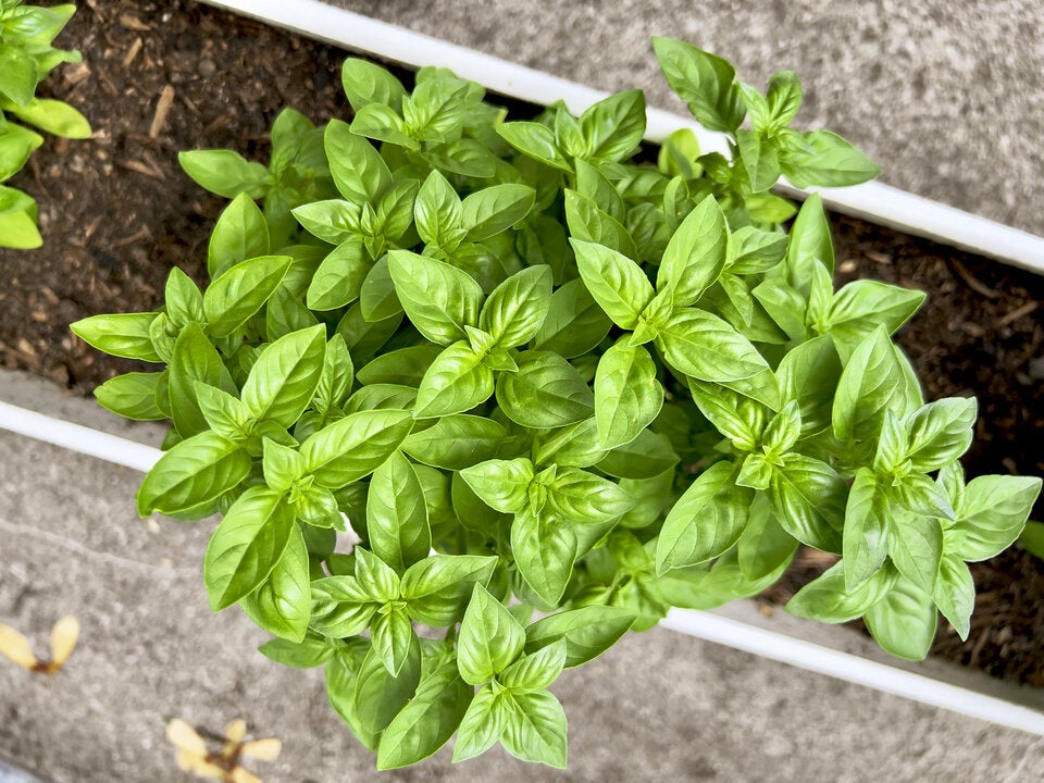 Ungeziefer loswerden: Diese Pflanzen vertreiben Mücken