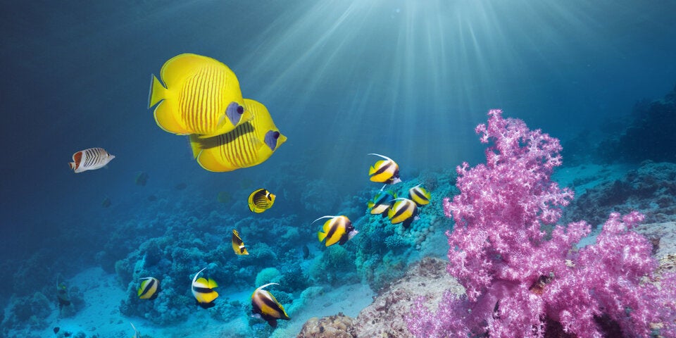 Neue Tierschutzprojekte gibt es auf den Keys.