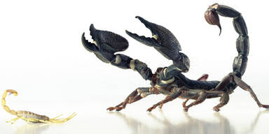 Das sind die 10 giftigsten Tiere der Welt