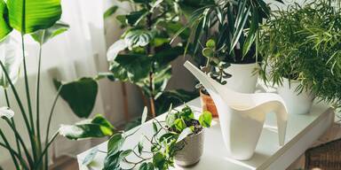 Diese Pflanzen werden als Zimmerpflanzen verkauft, sind aber KEINE