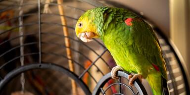 Exoten in Wohnzimmern – die Schattenseite der Heimtierhaltung