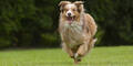 Australian Shepherd rennt auf einer Wiese