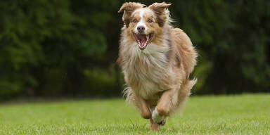 Australian Shepherd rennt auf einer Wiese