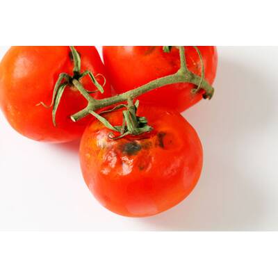 Diese Reste sind nützlich