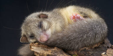 Siebenschl&auml;fer im Wienerwald sp&uuml;ren Wucht des Klimawandel