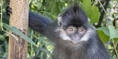 Tonkin-Schwarzlangur