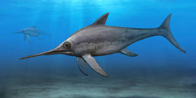 Eurhinosaurus longirostris