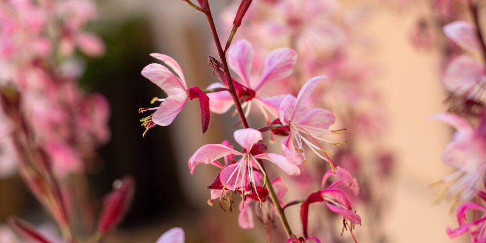 Die pinkfarbene Gaura ist heuer in.