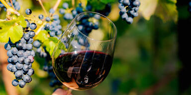 Wein