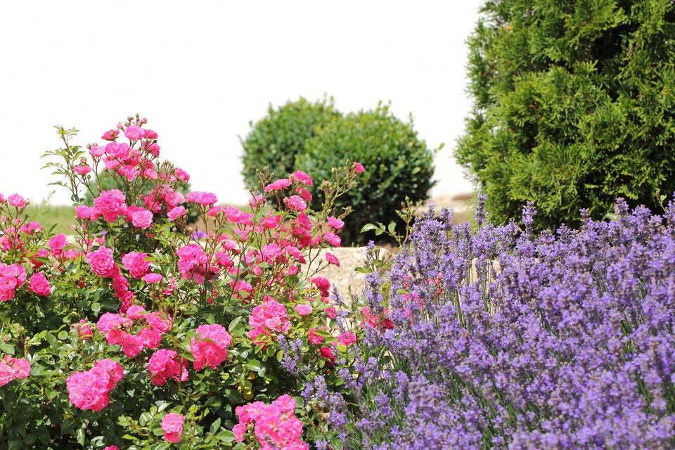 DIESE Pflanzen gehören in einen schönen Garten