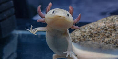 Axolotl