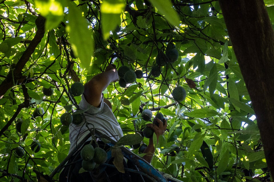 Ein Landarbeiter pflückt während einer Ernte in Mexiko Avocados von einem Baum.