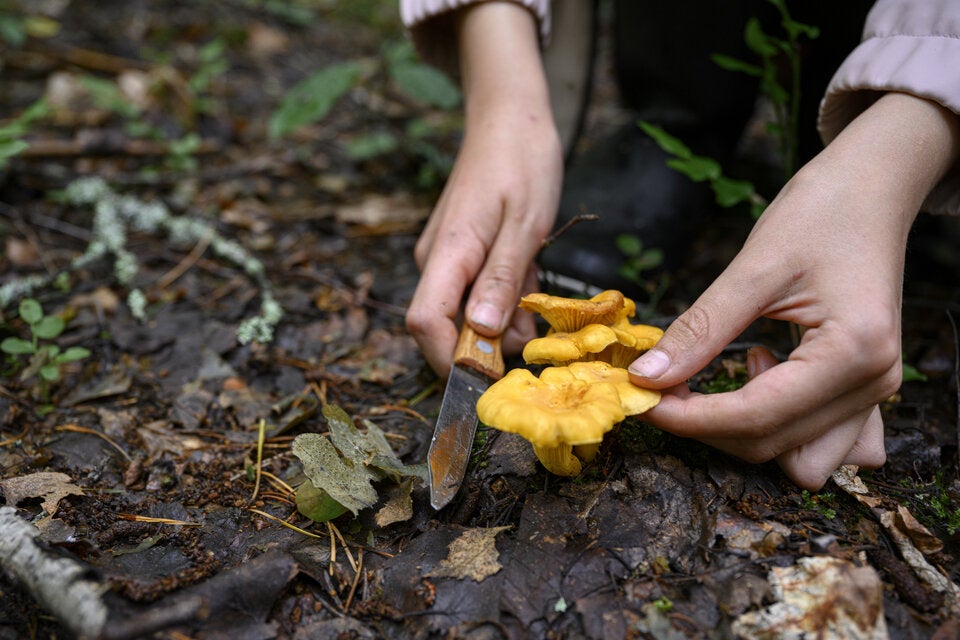 Wichtige Regeln beim Pilzesammeln: So kommen Sie an die besten Schwammerl