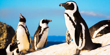 Bienenschwarm t&ouml;tete 64 Brillenpinguine