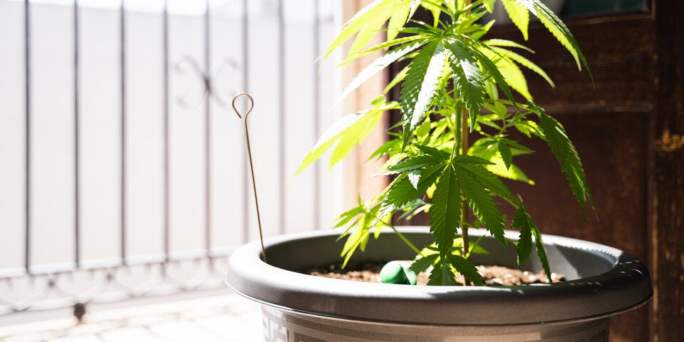 Diese Pflanzen sind auf dem Balkon verboten