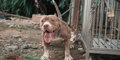 American Bully