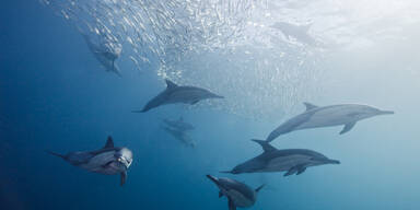 Das Meer schweigt nicht – Walfang und Delfinjagd 2025