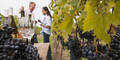 Wein Weinreben Weinernte Winzer