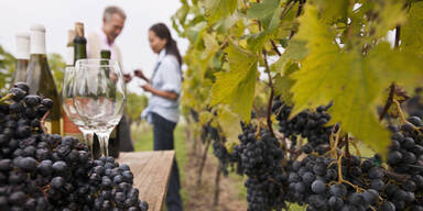 Wein Weinreben Weinernte Winzer