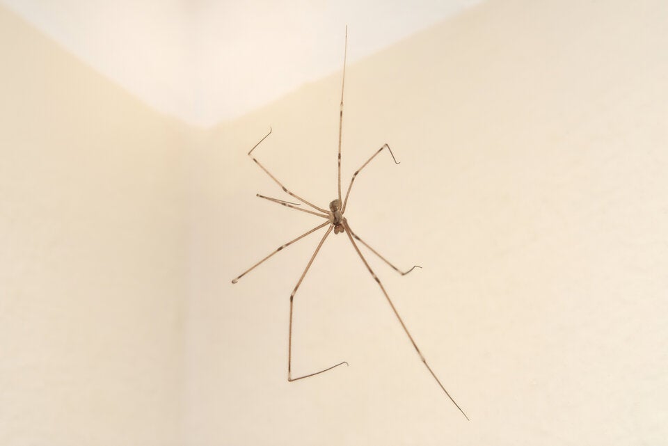 Spinnen, Wanzen und Co.: So halten Sie die ungebetenen Herbstgäste fern