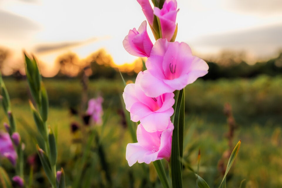 Diese geheimen Blumen-Botschaften zum Valentinstag sollten Sie kennen