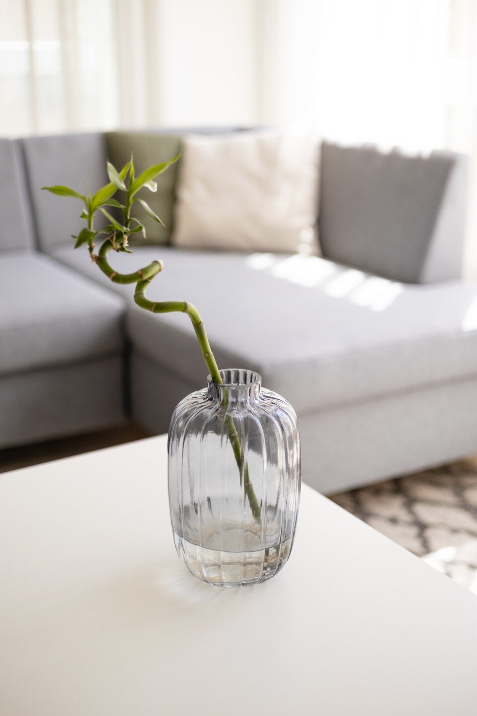 Diese Pflanzen werden als Zimmerpflanzen verkauft, sind aber KEINE