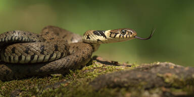 Ringelnatter Schlange