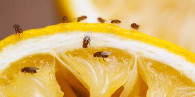 Fruchtfliegen-Alarm in der Küche: So werden Sie die Plage sofort los