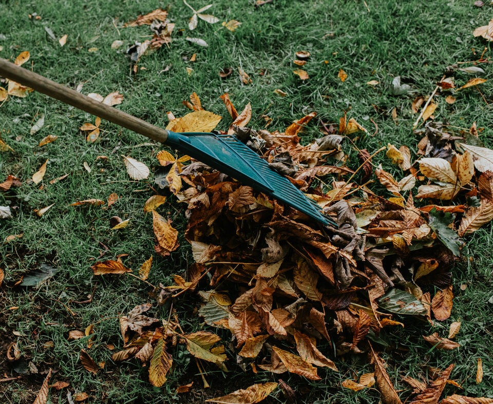 Weiß niemand: Was Sie im Herbst unbedingt mit Ihrem Rasen machen sollten