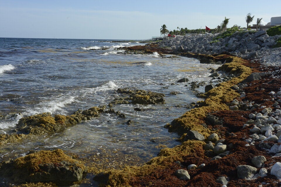 Ekel-Alarm: Meeresrotz breitet sich an Kroatiens Stränden immer weiter aus