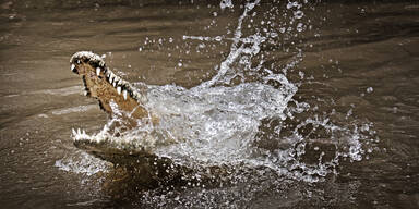 Krokodil