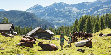 Wandern Kuh Wanderer Alm