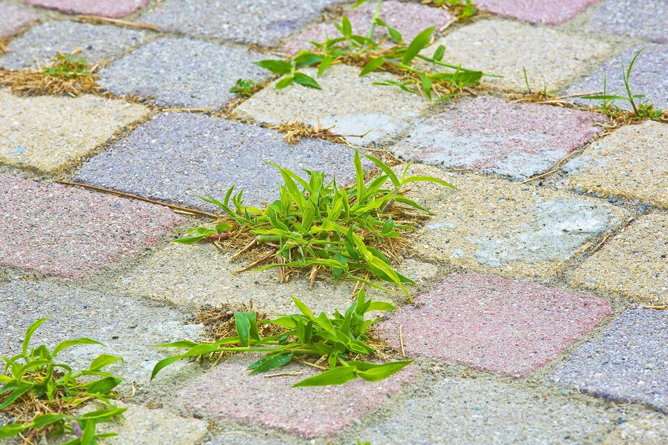 Unkraut-Alarm auf der Terrasse? So lösen Sie das Problem dauerhaft