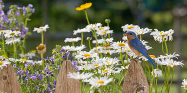 G&auml;rtnern f&uuml;r Faule: So schaffen Sie den perfekten Naturgarten