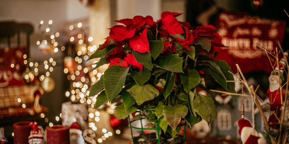 Weihnachtsstern