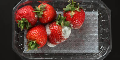 Achtung: Diesen Fehler machen ALLE, sobald Erdbeeren schimmeln