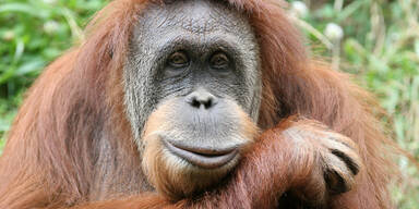 Orang Utan