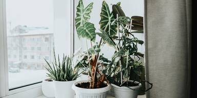 Diese Zimmerpflanzen stecken Winter, Heizungsluft & Dunkelheit leicht weg