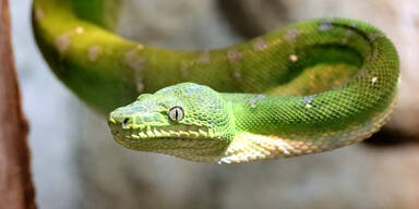 Wegen Schlange in Schulessen: Hunderte Kinder erkrankt